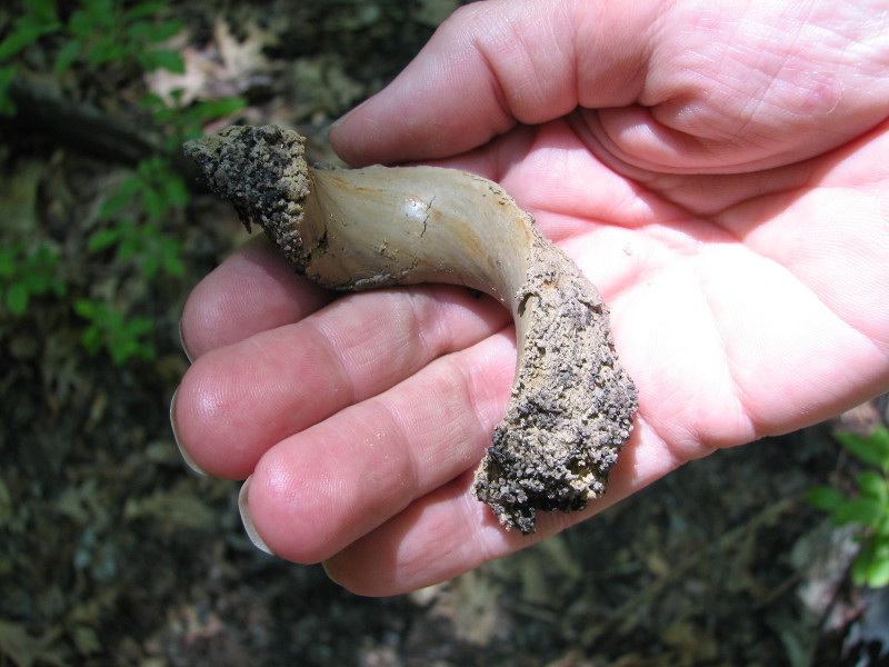 Clayey mineral soils are often present beneath organic surface soils. Clayey mineral soils are often present beneath organic surface soils. Credit: Betsy Leppo